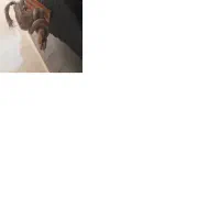 مجسمه مار سمور خشک شده