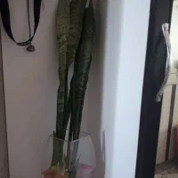 گل سانساریا