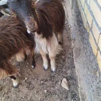 کره بزغاله|حیوانات مزرعه|مهریز, |دیوار