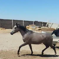 اسب مادیان کورد