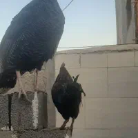 بوقلمون|حیوانات مزرعه|بندر دیر, |دیوار