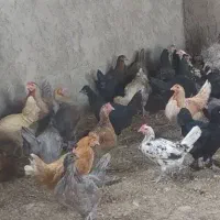مرغ بومی|حیوانات مزرعه|خمینی‌شهر, |دیوار
