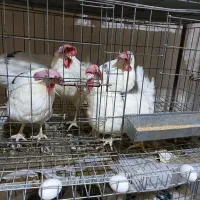 مرغ تخمگذار سفید