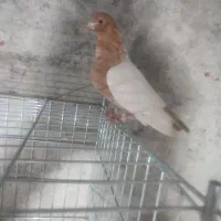 جفت کبوتر سینه زرد