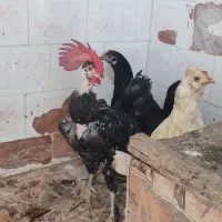 دوتامرغ ویک خروس|حیوانات مزرعه|چغادک, |دیوار