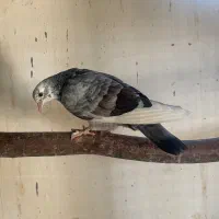 کبوتر|پرنده|ساری, |دیوار