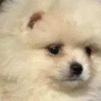 توله دوماه پامر روباهی وخرسی