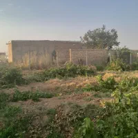 یک قطعه باغ ۱۰۵۰ متری تاکستان|فروش دفتر صنعتی، کشاورزی، تجاری|کرج, نوروزآباد|دیوار
