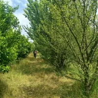 باغ کمربندی آمل محمودآباد ۲۱۰۰متر