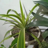 فروش انواع گل|گل و گیاه طبیعی|رشت, حومه رشت|دیوار