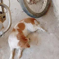 واگذاری سگ پانده ماده