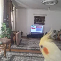 ملک ویلایی ۶دانگ ملک ۱۰۰قدمی مولوی و مصلی