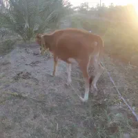 گاو چاق وسرحال|حیوانات مزرعه|بندرعباس, |دیوار