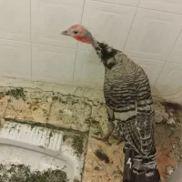 پرنده