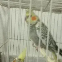 جوجه عروس هلندی مرواریدی ودسعی نیست|پرنده|شاندیز, |دیوار