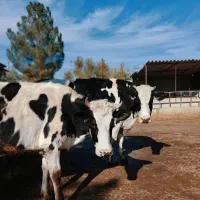 دکتر دامپزشک متخصص گاو و گوسفند،واکسن و سونوگرافی|خدمات پیشه و مهارت|تهران, مشیریه|دیوار