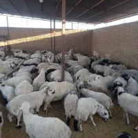 فروش انواع بره محلی باقصاب رایگان اسلام آباد