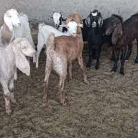 بزغاله دورگ سبک|حیوانات مزرعه|بیرجند, |دیوار