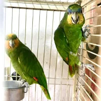 جفت طوطی امازون مولد ( کاسکو سبز )