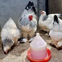 فروش مرغ و خروس برهما اصیل