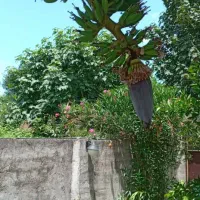 احمد-آباد-مستوفی-باغ-دنج-فروشی-مناسب-ویلا-سازی