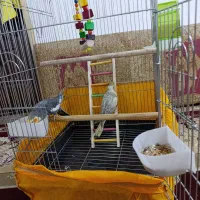 جفت عروس هلندی سالم و سرحال