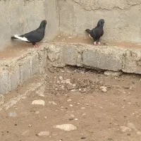 کبوتر حبشی|پرنده|بهبهان, |دیوار