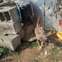 خروس محلی گردن لختی و دو عدد مرغ لاری|حیوانات مزرعه|کلاچای, |دیوار