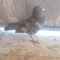 کوهی وسبز زرنگ بشرط