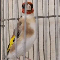 سهره نر