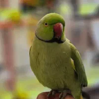 طوطی ملنگو دستی و سالم