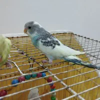 جوجه مرغ عشق آماده دستی