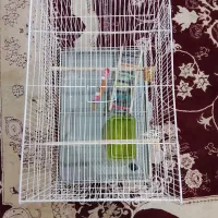 قفس 40در 60ویه عروس هلندی نر|پرنده|سبزوار, کلاته سیفر|دیوار