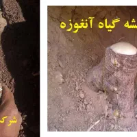گیاه انغوزه خواص درمانی