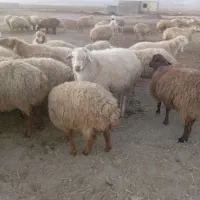 قوچ موغانی|حیوانات مزرعه|شیروان (خراسان), |دیوار