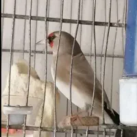 سهره نر و ماده