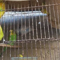 مرغ عشق|پرنده|بندرعباس, |دیوار