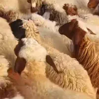 بره زنده درجه یک ناب کیلو۶۰۰ وقصابی