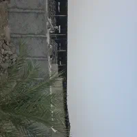 اجاره گاوداری ۲۳۰ راسی پرواری