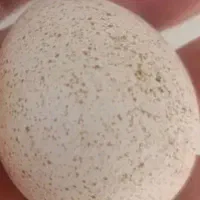 تخم بوقلمون