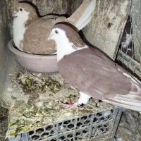 1جفت ساده زردوسرخ بدون جوجه