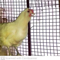 مرغ|حیوانات مزرعه|جم, |دیوار