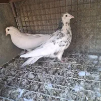 کبوتر گلین|پرنده|اصفهان, کارلادان|دیوار