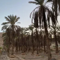 قطع و برش رایگان نخل|خدمات باغبانی و درختکاری|کازرون, |دیوار