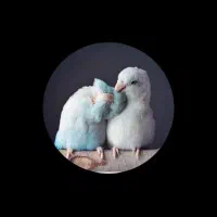 گروه پرنده قم