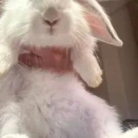 خرگوش لوپ ( لپ )|موش و خرگوش|ساوه, |دیوار