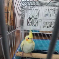 عروس هلندی لوتینو ماده سالم و سرحال با قفس