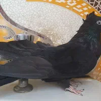 کبوتر سیاه واکسی|پرنده|بیجار, |دیوار