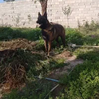 سگ مالینیوز