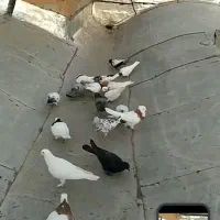 رنگی|پرنده|رامند, |دیوار